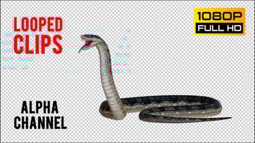 Realistic Looped 3D Snake Animations Alpha Channel Pack