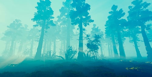Rayons de soleil dans une forêt de conifères