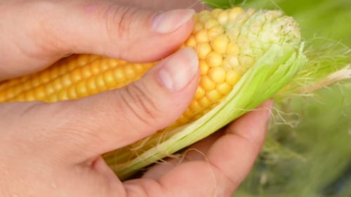 Fresh Corn Being Husked in Close Up