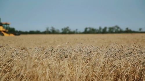 Wheat Field Harvester Harvesting Crops on Sunny Day