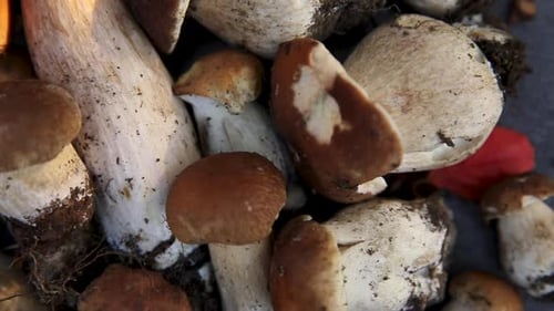 Fresh Porcini Mushrooms Close-Up