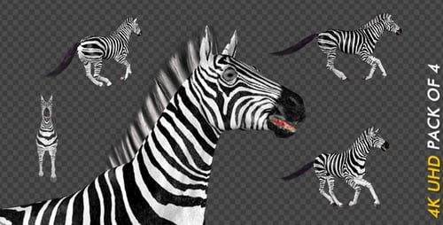 Zebra — Galopp-Schleife — 4 Stück — 4K