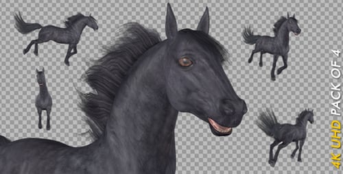 Black Horse - Gallop Loop - Pack of 4 - 4K