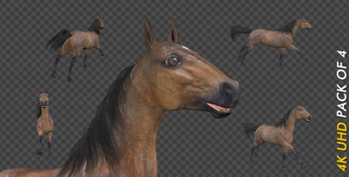 Bay Horse - Gallop Loop - Pack of 4 - 4K