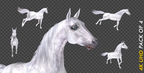 White Horse - Gallop Loop - Pack of 4 - 4K