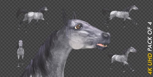 Gray Horse - Gallop Loop - Pack of 4 - 4K
