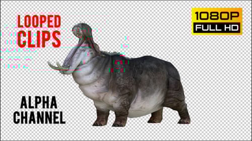 Looped 3D Animated Hippopotamus with Roaring and Walking Actions