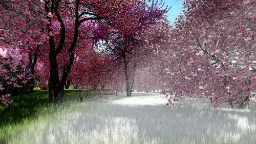 Time-lapse Spring Forest