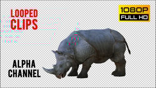 Realistic Animated Rhinoceros Loop