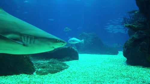 Underwater Life of a Coral Reef. Sharks, Rays and Other Fish. Large Aquarium
