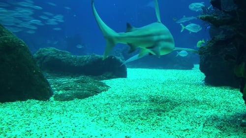 Underwater Life of a Coral Reef. Sharks, Rays and Other Fish. Large Aquarium