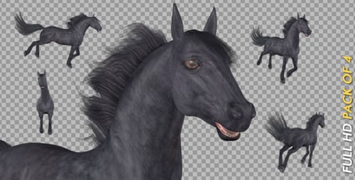 Black Horse - Gallop Loop - Pack of 4