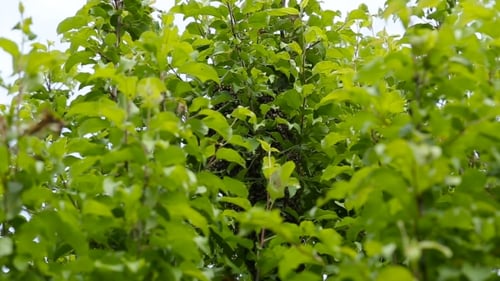 Swarm of Insects on a Tree Branch