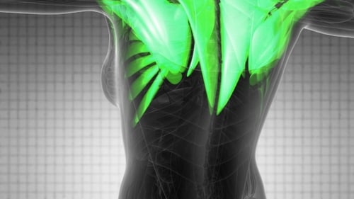 Human Body Anatomy with Highlighted Muscles 3D Medical Animation