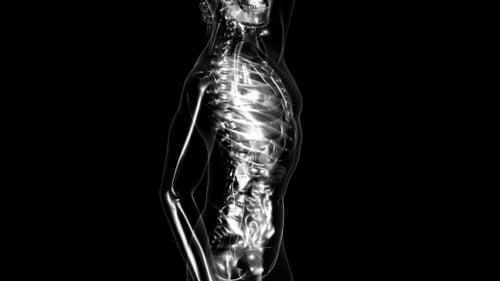 3D Human Anatomy Scan: Transparent Body Revealing Organs and Nervous System