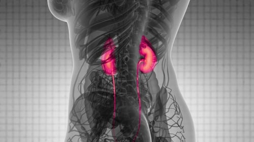 Anatomie-Scan der menschlichen Nieren