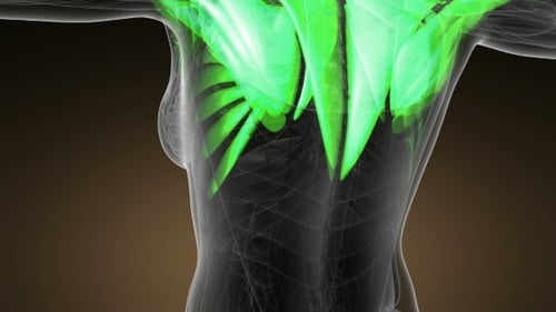 Animated 3D Human Muscular System Scan