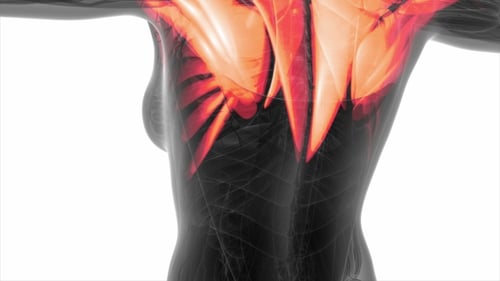 3D Animation of Human Muscular System Highlighting Muscle Groups
