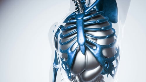3D Medical Animation of Human Torso with Glowing Skeleton and Organs