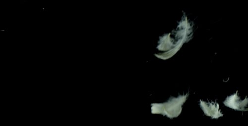 Ethereal Feathers Gently Falling on Black Background