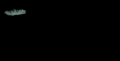 Feather 26