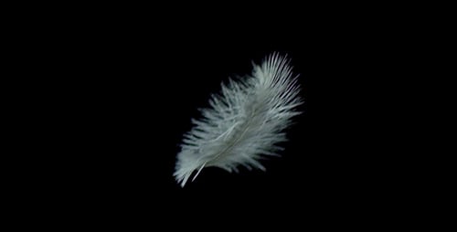 Feathers 16