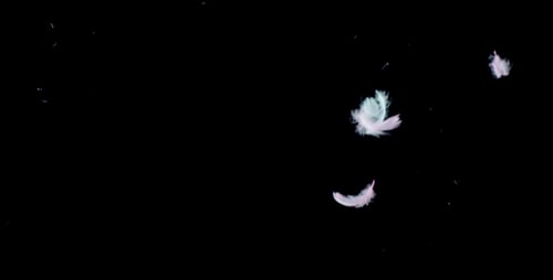 Feathers Falling on Black Background