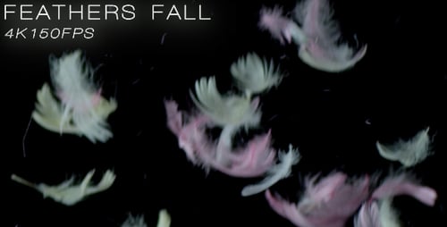 Feathers 2