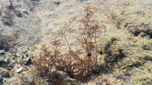 Seaweed growing on the sandy ocean floor