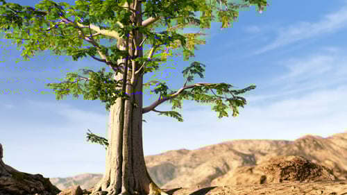 Wild Life In Desert 2