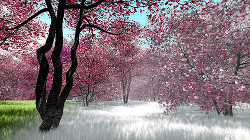 Spring Forest