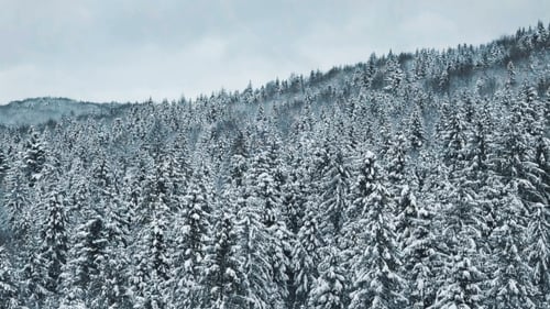Luftaufnahme eines Winterwaldes Tustan Karpaten
