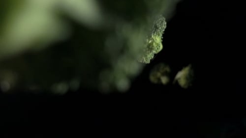 Green Broccoli Florets Broccoli on a Black Background