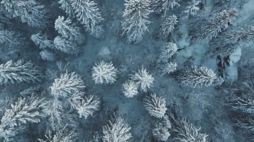 Aerial View of a Winter Forest in Tustan Carpathians