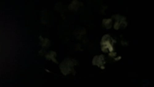 Broccoli Florets Isolated on a Black Background