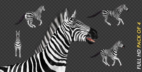Zebra — Galopp-Schleife — 4er-Packung
