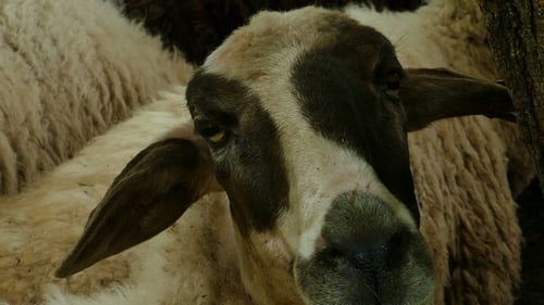 Sheep 1