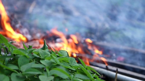 Fire in the Woods 0334