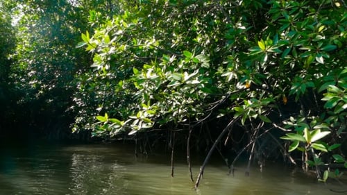 The Rays of the Sun Illuminate the Mangrove Forest on the River
