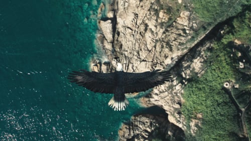 Flying Eagle Point of View