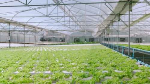 4k slow handheld green house vegetable growing in a hydroponic farm
