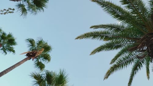 Blick auf Palmen aus tiefem Winkel