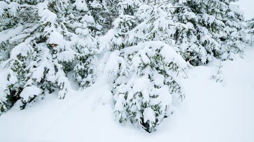 Snow Covered Trees in Winter Landscape