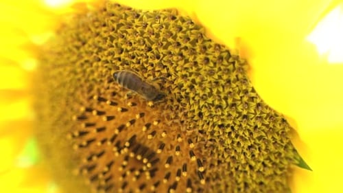 Bee Collects Pollen From Vibrant Yellow Sunflower