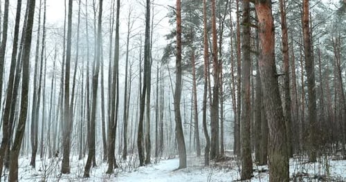 Winter Snowy Forest Park During Snowfall Blizzard