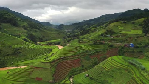 Aerial top view of fresh paddy rice terraces. Agricultural fields in Vietnam