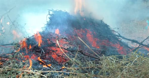 Nature Burns, Bushes, Tree Branches,green Grass, Dry Reeds Burns with a Powerful Flame in a Fraction