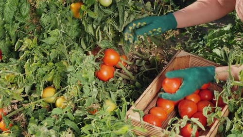 Ein Bauer pflückt Tomaten von einer Pflanze auf einem Feld, Nahaufnahme