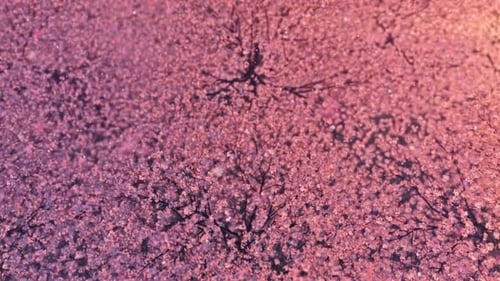 Blühende Sakura