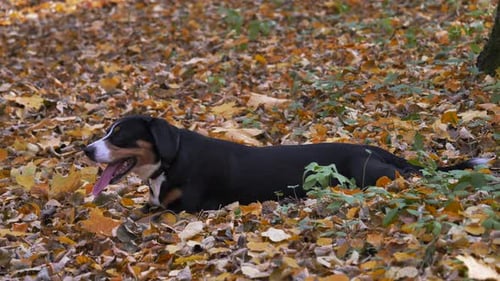 Dog lying on yellow leaves in the Autumn Forest